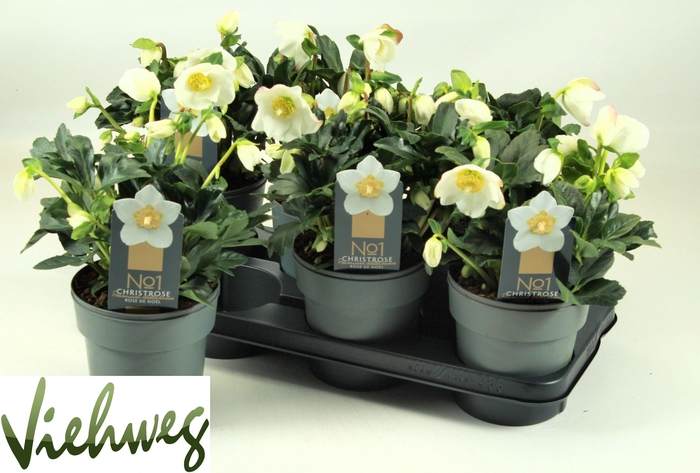 <h4>HELL NI HGC WINTERGO</h4>