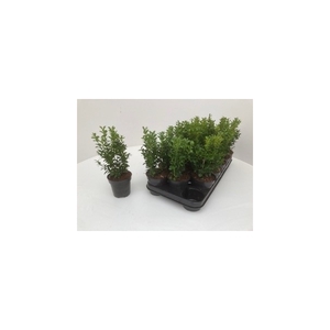 Buxus sempervirens - potgekweekt