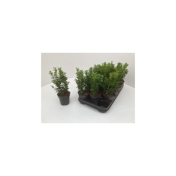 <h4>Buxus sempervirens - potgekweekt</h4>