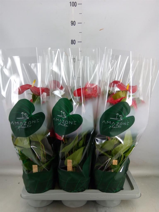 <h4>Anthurium andr. 'Nevada'</h4>