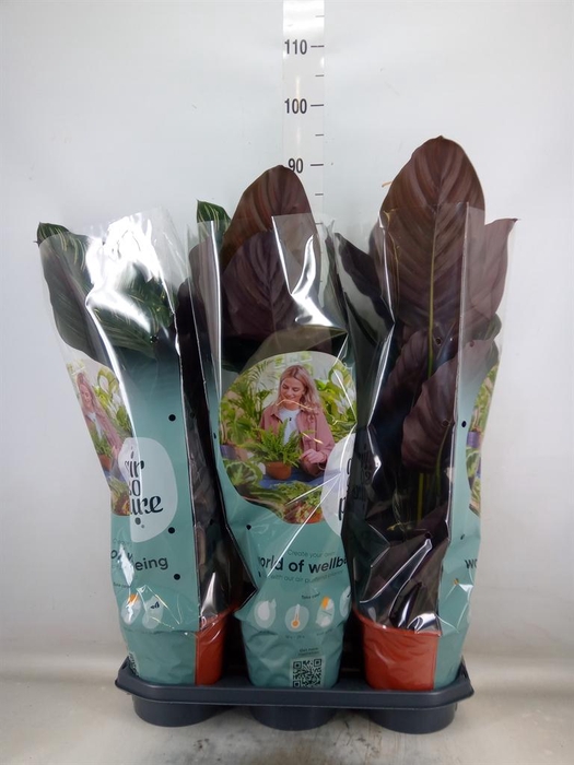 <h4>Calathea sanderiana</h4>