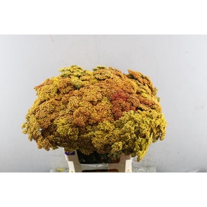 Achillea Terracotta/oranje