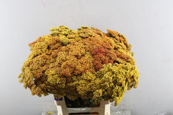 <h4>Achillea Terracotta/oranje</h4>