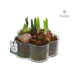 Glazen Bloemschaalmet Mixbol arrangement