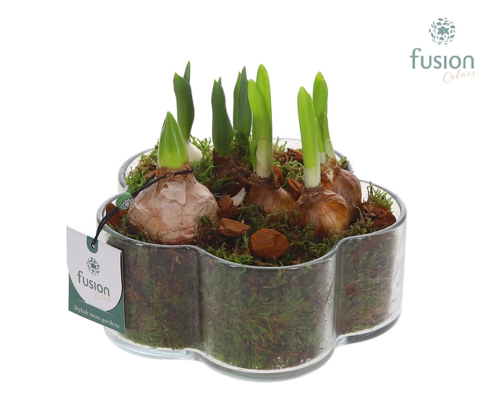 <h4>Glazen Bloemschaalmet Mixbol arrangement</h4>