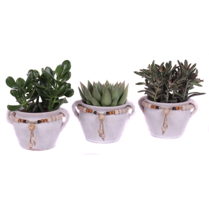 Succulent mix 12 cm in teno kruik
