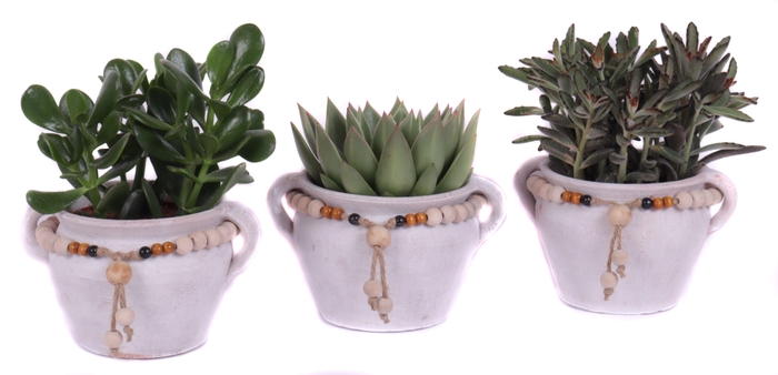 <h4>Succulent mix 12 cm in teno kruik</h4>