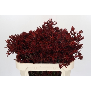 Kangaroo Paw Red Velvet