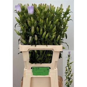 Camp M Champion Lavendel
