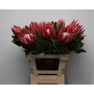 Protea Cynaroides Madiba