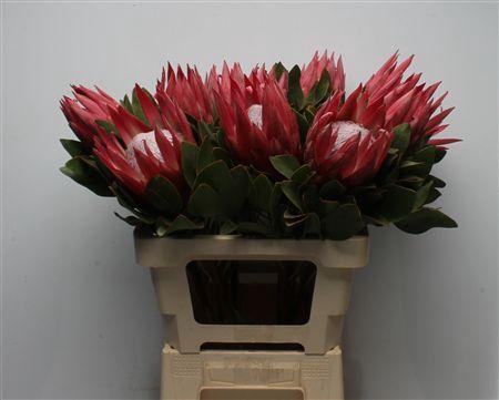 <h4>Protea Cynaroides Madiba</h4>