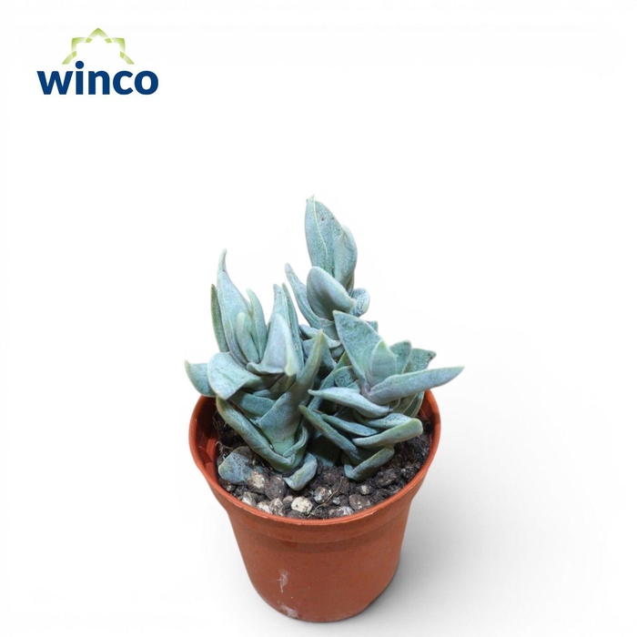 <h4>Crassula Falcata Minor</h4>
