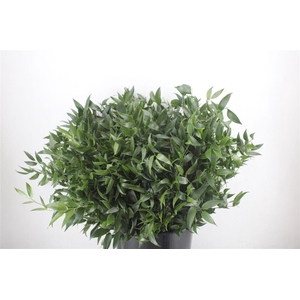 Ruscus Short 400gr P Bunch