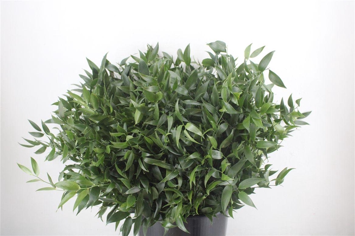 <h4>Ruscus Short 400gr P Bunch</h4>