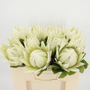 Protea Lei Momi