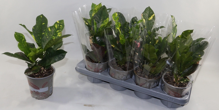 <h4>COD GR MAGNIFICENT</h4>