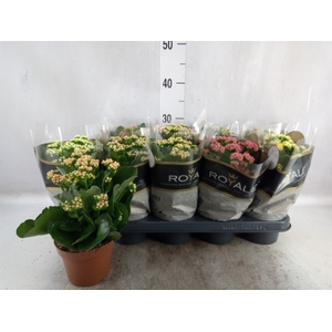 Kalanchoe blos. 'RoyalDon'   ..mix