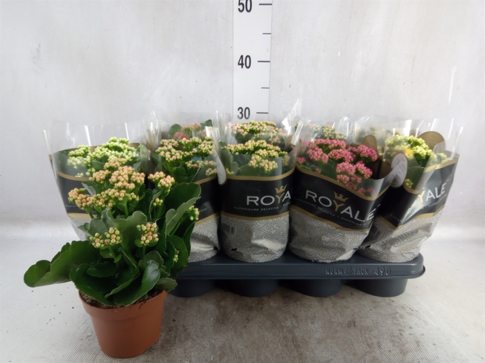 Kalanchoe blos. 'RoyalDon'   ..mix