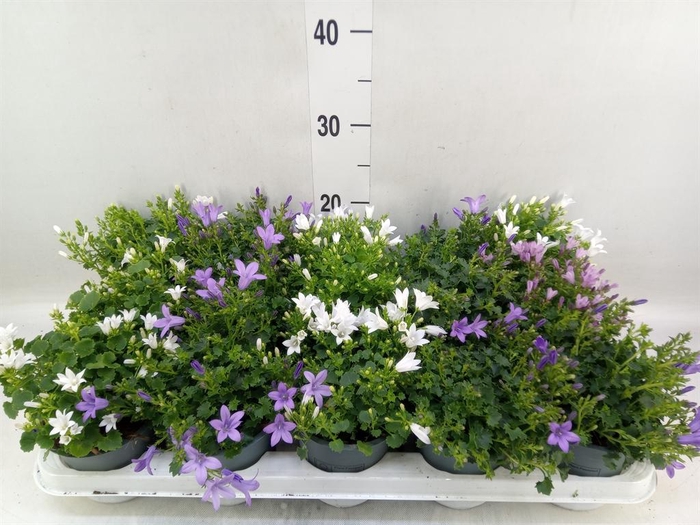 <h4>Campanula porten.</h4>