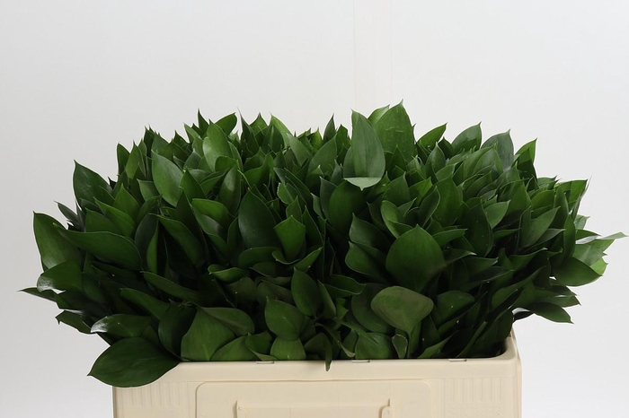 <h4>Ruscus Hypophyllum</h4>