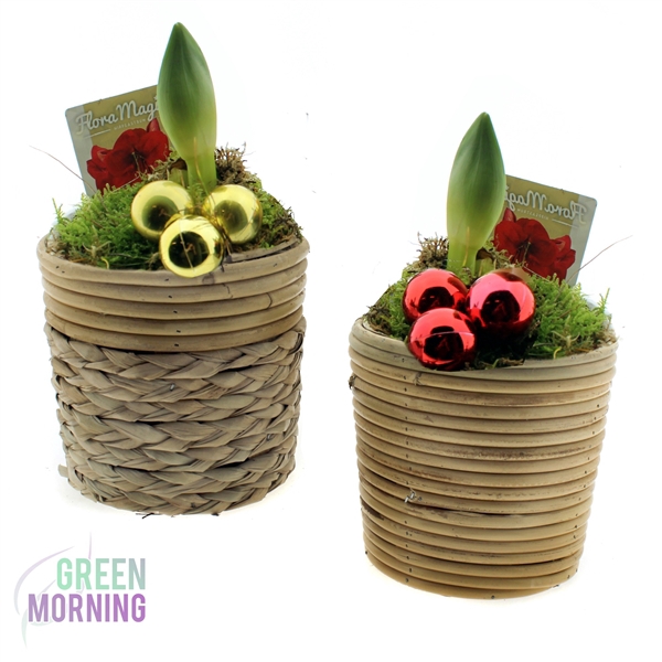 <h4>Amaryllis 2k in rattan bamboe pot ( afgewerkt ) + deko</h4>