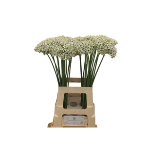 ALLIUM NIGRUM