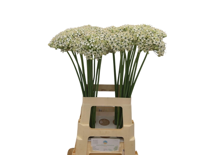 <h4>ALLIUM NIGRUM</h4>