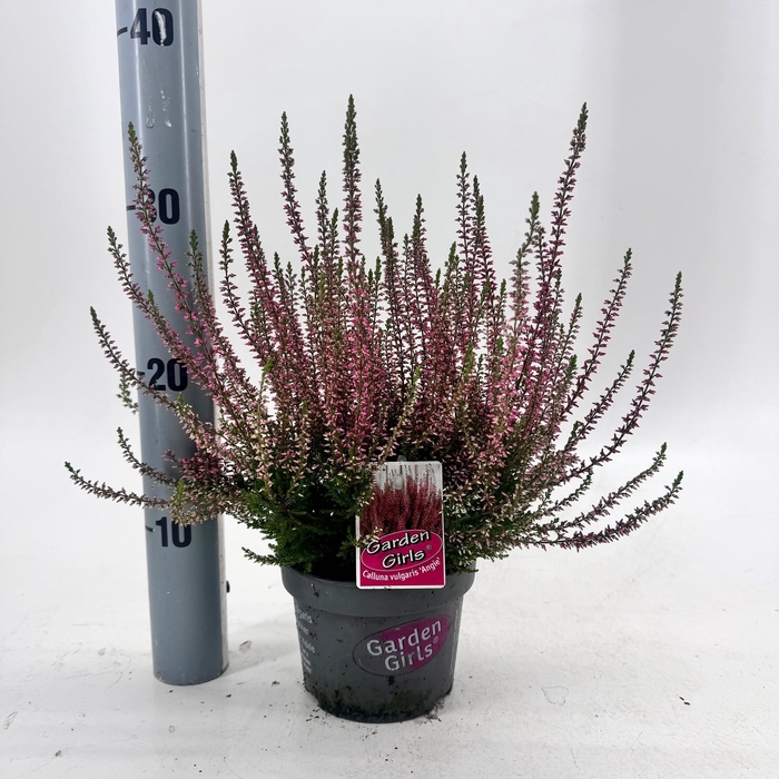 <h4>Calluna vulg. ‘Angie’ (gg) PBR</h4>