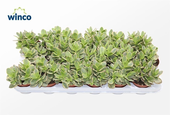 <h4>Crassula Rusby Variegata</h4>