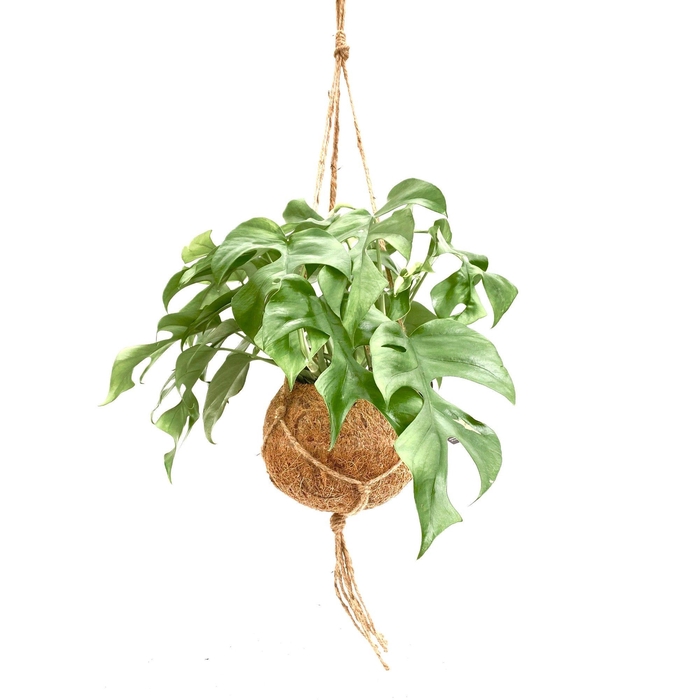<h4>MONSTERA OV</h4>