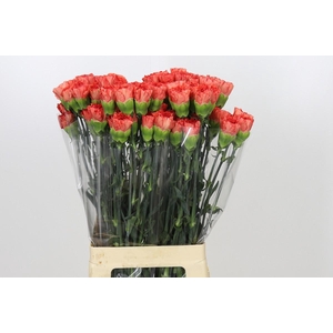 Dianthus St Arno