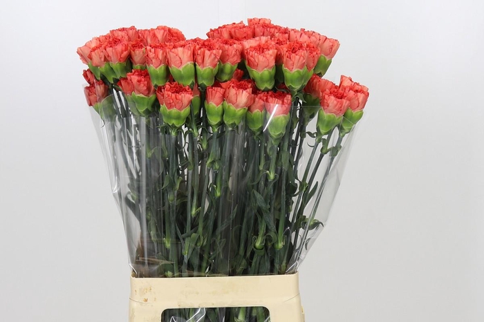 <h4>Dianthus St Arno</h4>