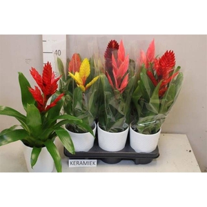 ARR BROMELIA