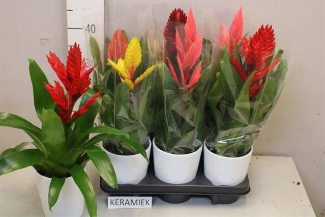 <h4>ARR BROMELIA</h4>