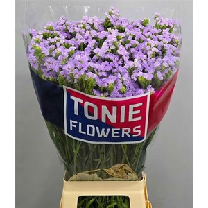 Lim S Tonie Lavender
