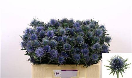 <h4>Eryngium Magnetar Qstar 50cm X30</h4>