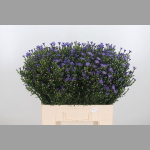 Aster Casamare