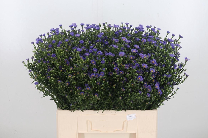 <h4>Aster Casamare</h4>