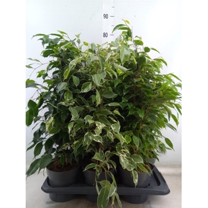 Ficus benja.   ...mix