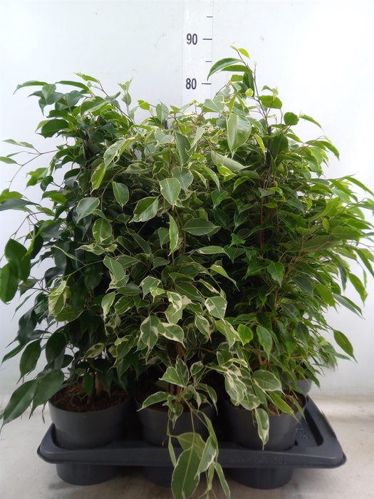 <h4>Ficus benja.   ...mix</h4>