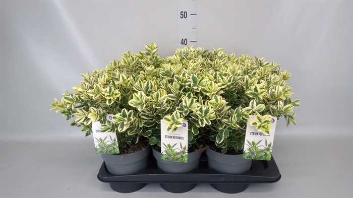 Hebe andersonii 'Variegata'