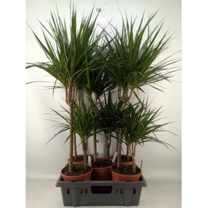 Dracaena marg.