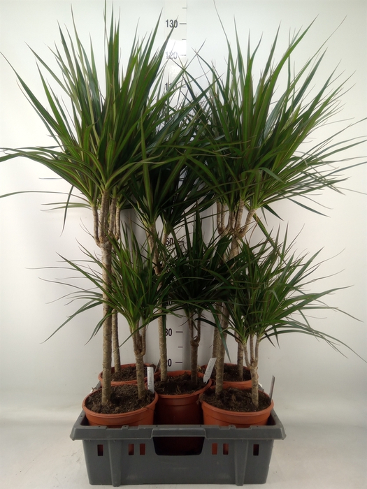 <h4>Dracaena marg.</h4>