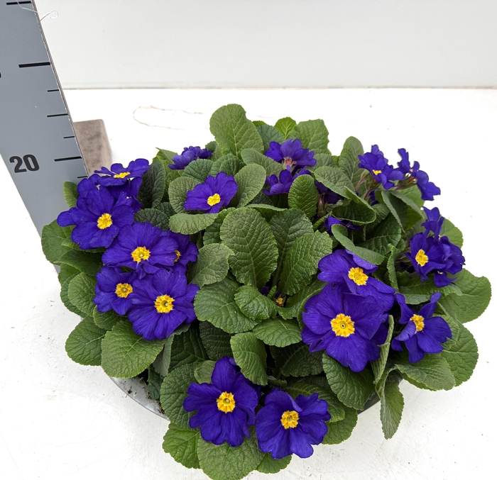 <h4>PRIM AC BONNELI GEM</h4>