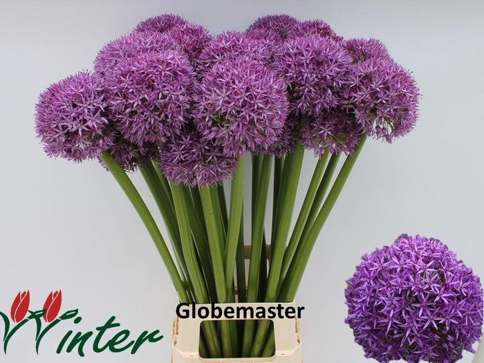 <h4>ALLIUM GLOBEMASTER</h4>