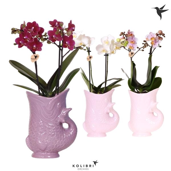 <h4>Phalaenopsis Multifloratypes overig</h4>