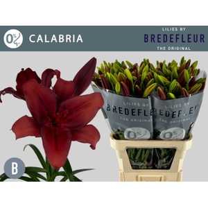Li La Calabria 3+ Bredefleur