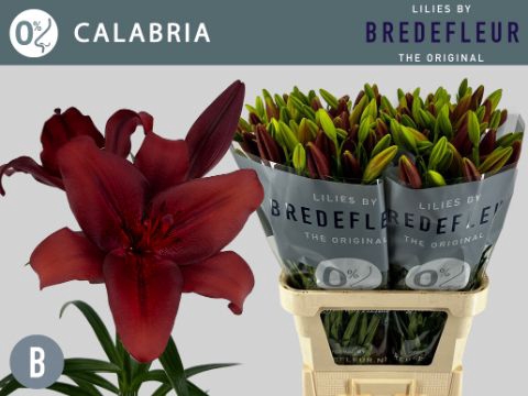 <h4>Li La Calabria 3+ Bredefleur</h4>