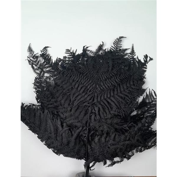 GESTABILISEERD VAREN ZWART