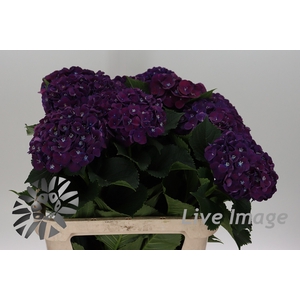 Hydrangea my mon amour purple
